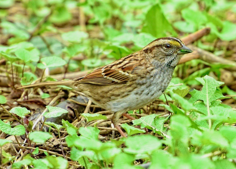 Tan-striped form of a white-throated sparrow (Zonotrichia albicollis) by Mykola Swamyk is licensed under CC BY-SA 3.0.